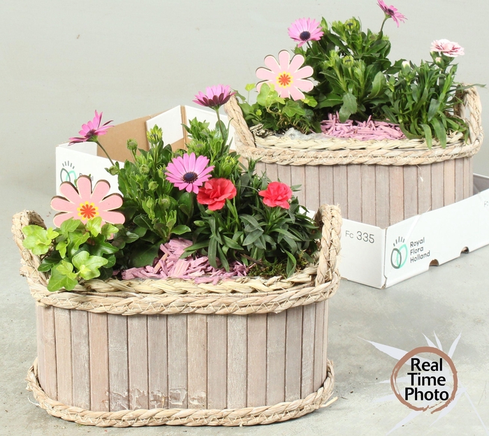 <h4>ARR TUINPLANTEN</h4>