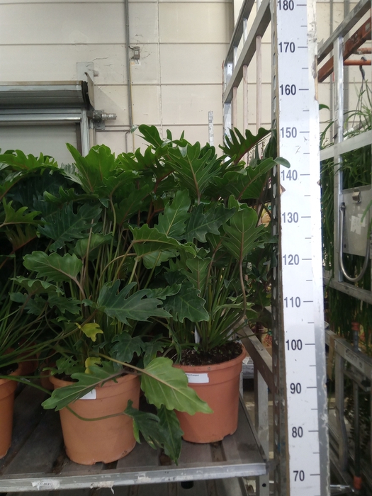 <h4>Philodendron xanadu</h4>
