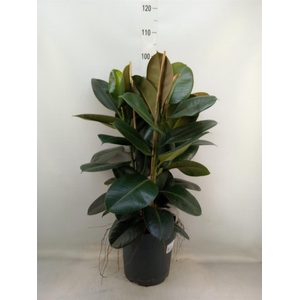 Ficus elastica 'Robusta'