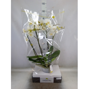 Phalaenopsis   ...white