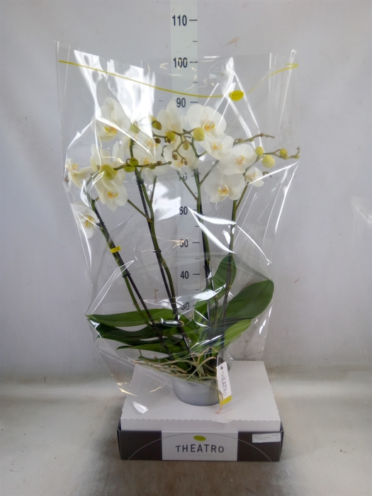 <h4>Phalaenopsis   ...white</h4>