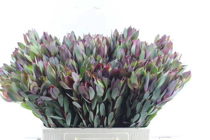 <h4>Leucad Senorita</h4>