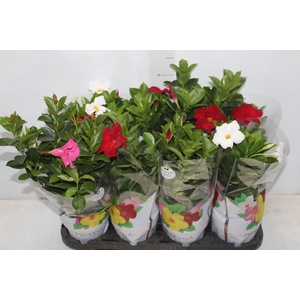DIPLADENIA P15