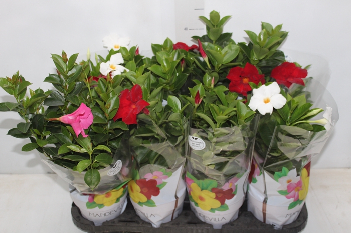 <h4>DIPLADENIA P15</h4>