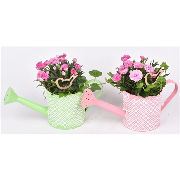 Zink gieter groen/roze 12cm