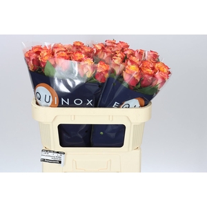 Rosa Gr Wildfox