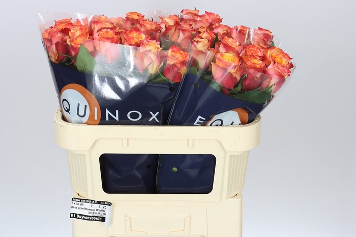 <h4>Rosa Gr Wildfox</h4>