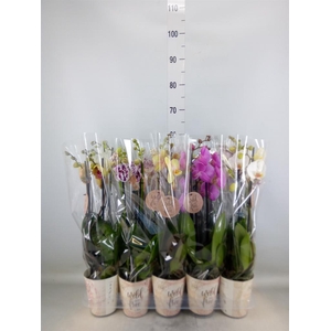 Phalaenopsis   ...mix