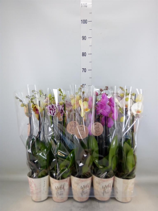 <h4>Phalaenopsis   ...mix</h4>