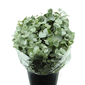 Cinerea Kort