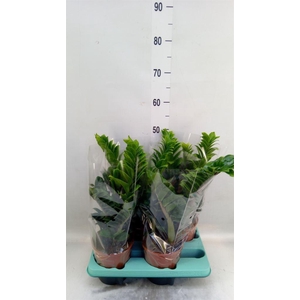 Zamioculcas zamiifolia 'Zenzi'