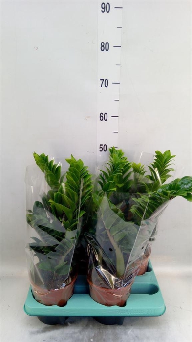 <h4>Zamioculcas zamiifolia 'Zenzi'</h4>