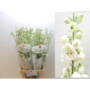 DELPH DU GUARD WHITE