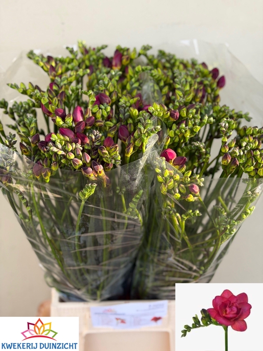 <h4>Fr Du Expression</h4>