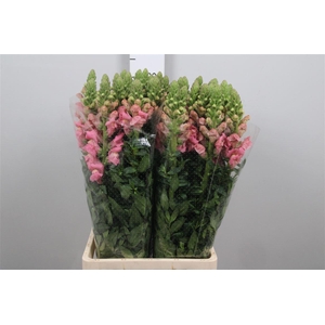 Antir Poto Earl Pink