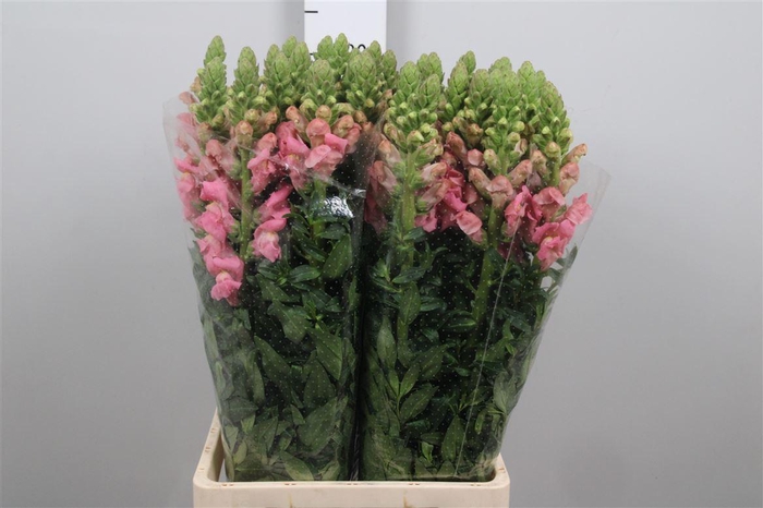 <h4>Antir Poto Earl Pink</h4>