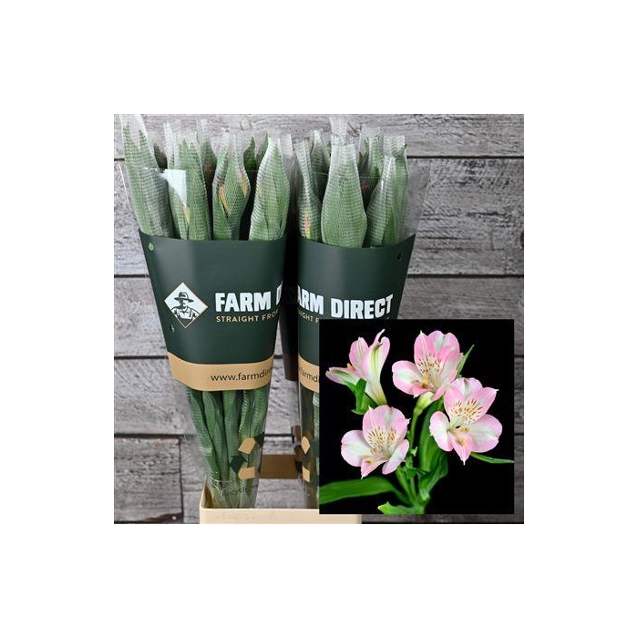 <h4>Alstro Dubai 70gr</h4>