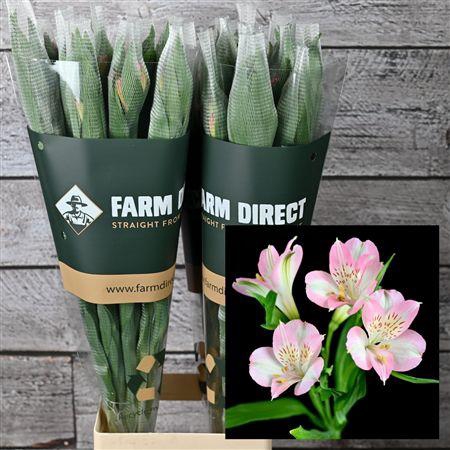 <h4>Alstro Dubai 70gr</h4>