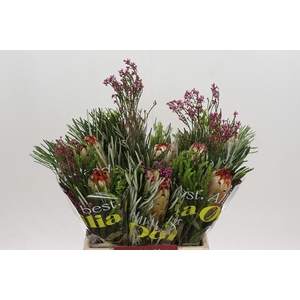 BQ Protea Aurumn SFB