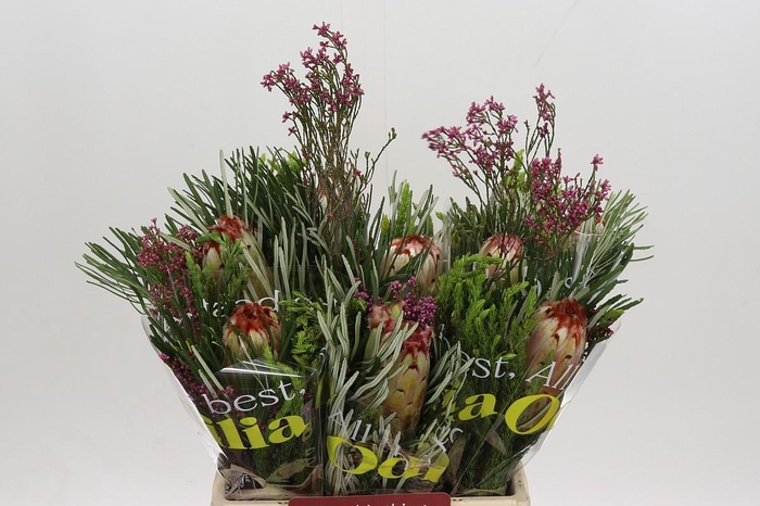 <h4>BQ Protea Aurumn SFB</h4>