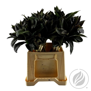 Cordyline Green Compacta 52cm