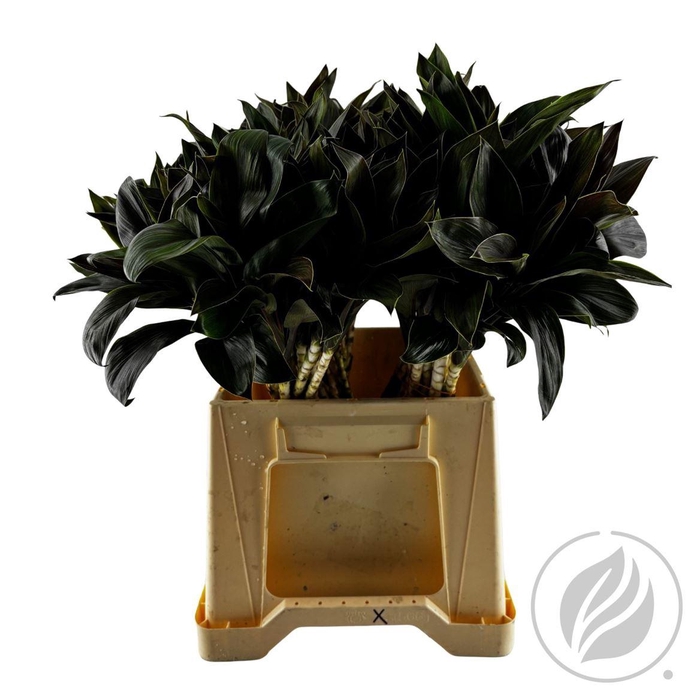 <h4>Cordyline Green Compacta 52cm</h4>