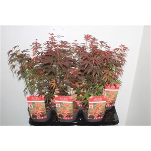 Acer Pa Atropurpureu