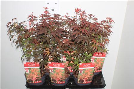 <h4>Acer Pa Atropurpureu</h4>