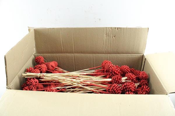 <h4>Droog Denn Rood In Doos</h4>