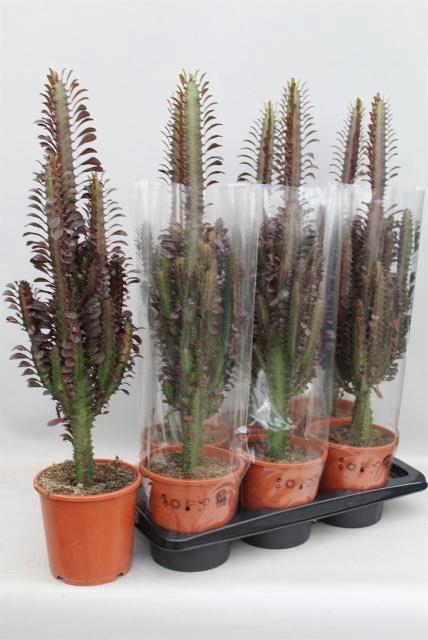 <h4>EUPHOR TRIG RUBRA</h4>