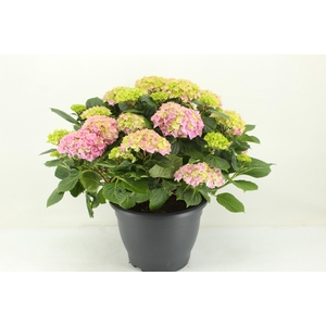 Hydrangea Hi River Pink (Hortensia)