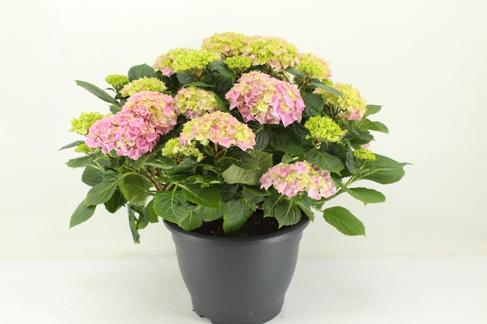 <h4>Hydrangea Hi River Pink (Hortensia)</h4>