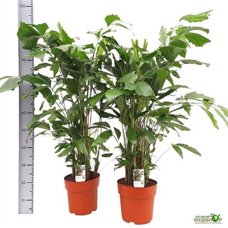 <h4>Caryota Mitis 10 Stek</h4>