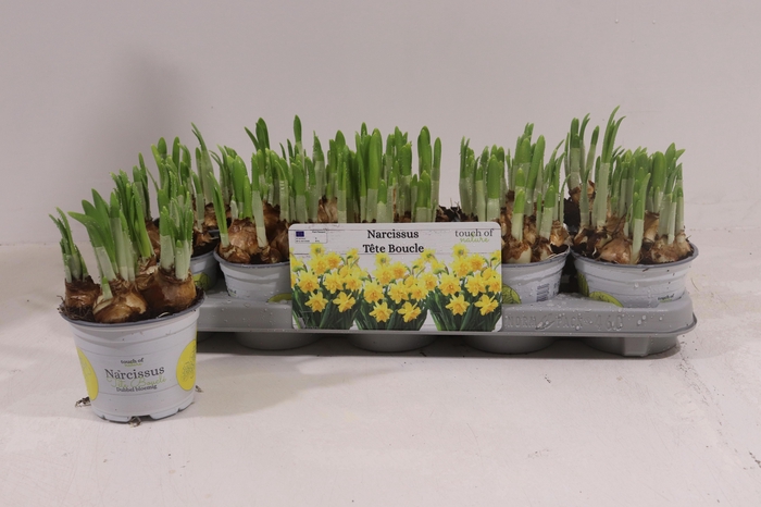 <h4>NARC D TETE BOUCLE</h4>