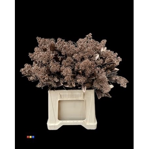 Skimmia Bronze