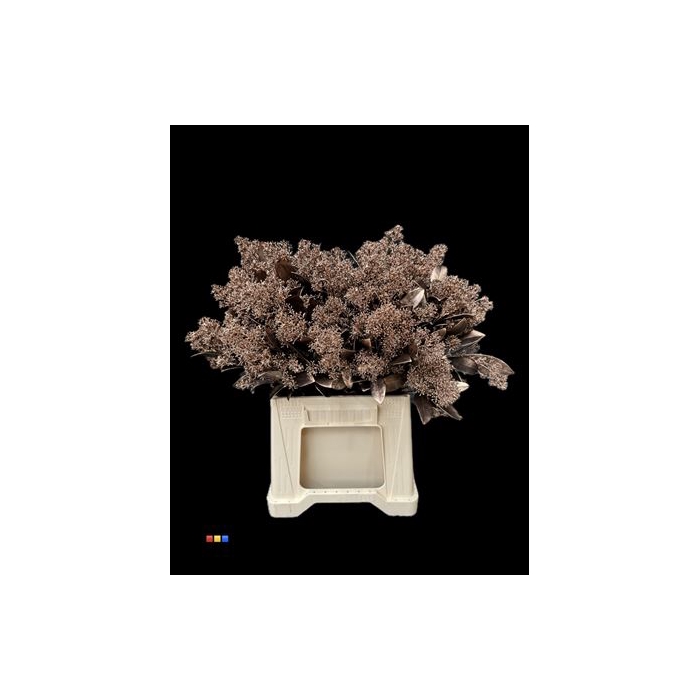 <h4>Skimmia Bronze</h4>