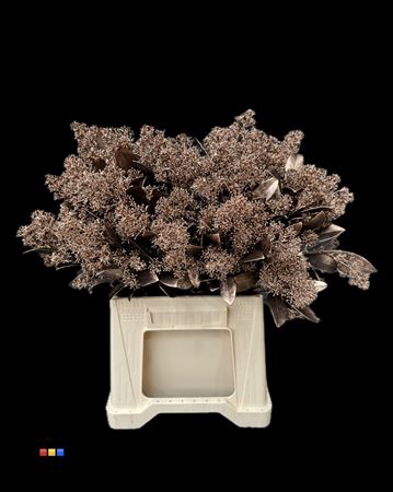 <h4>Skimmia Bronze</h4>