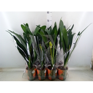 Clivia miniata