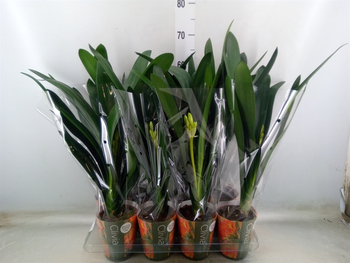 <h4>Clivia miniata</h4>