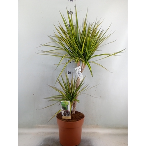 Dracaena marg. 'Sunray'