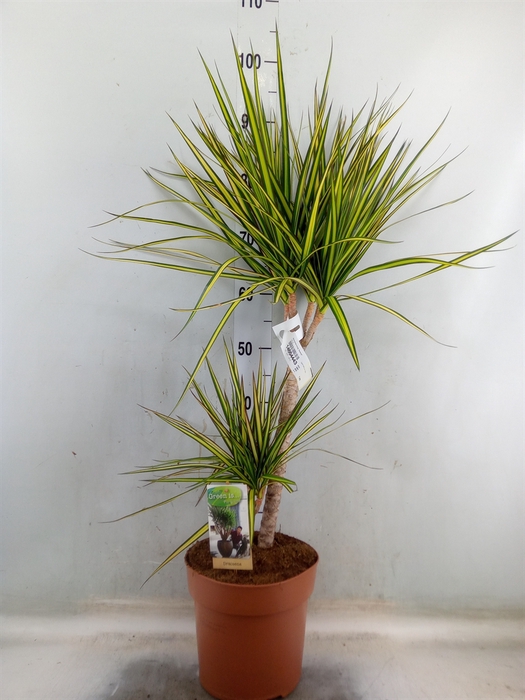 <h4>Dracaena marg. 'Sunray'</h4>