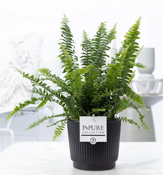<h4>Nephrolepis Green Lady in P&PURE Liv ceramics matt black</h4>