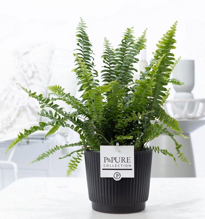 <h4>Nephrolepis Green Lady in P&PURE Liv ceramics matt black</h4>
