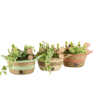 11658: Outdoor spring arrangement