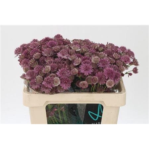 Astrantia Roma Pink