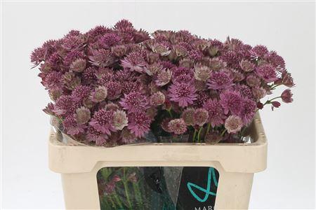 <h4>Astrantia Roma Pink</h4>