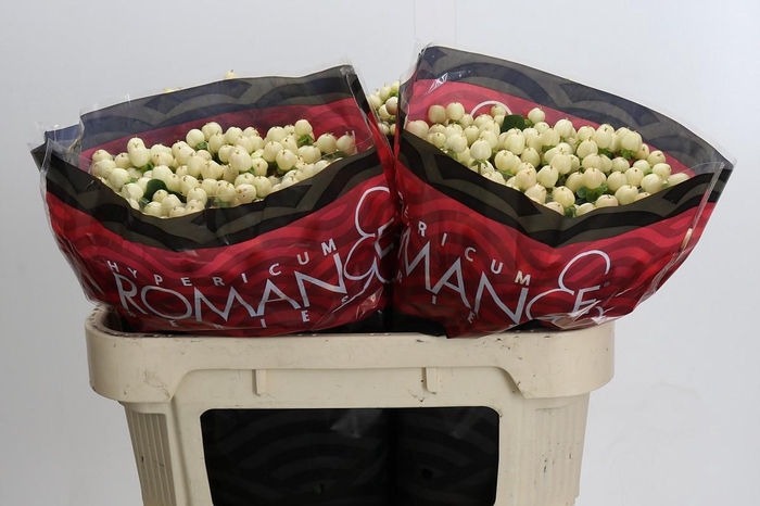 Hypericum Cool Romance