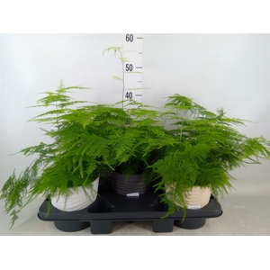 Asparagus setaceus