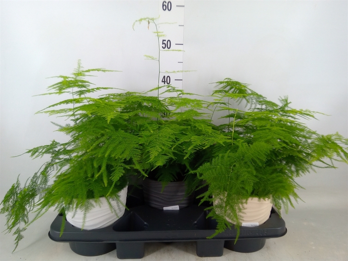 <h4>Asparagus setaceus</h4>