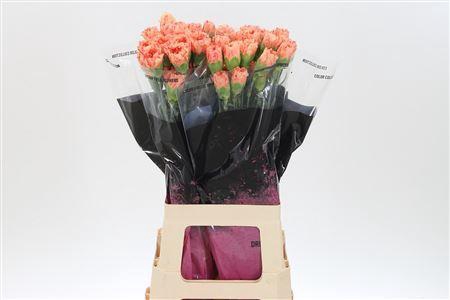 <h4>Di St Std Lion King</h4>